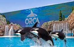 Another famous site in the vicinity is Sea World, Another famous site in the vicinity is Sea World, in Mission Bay. Built in the year 1964, it quickly became the main attraction of the area. Even toda